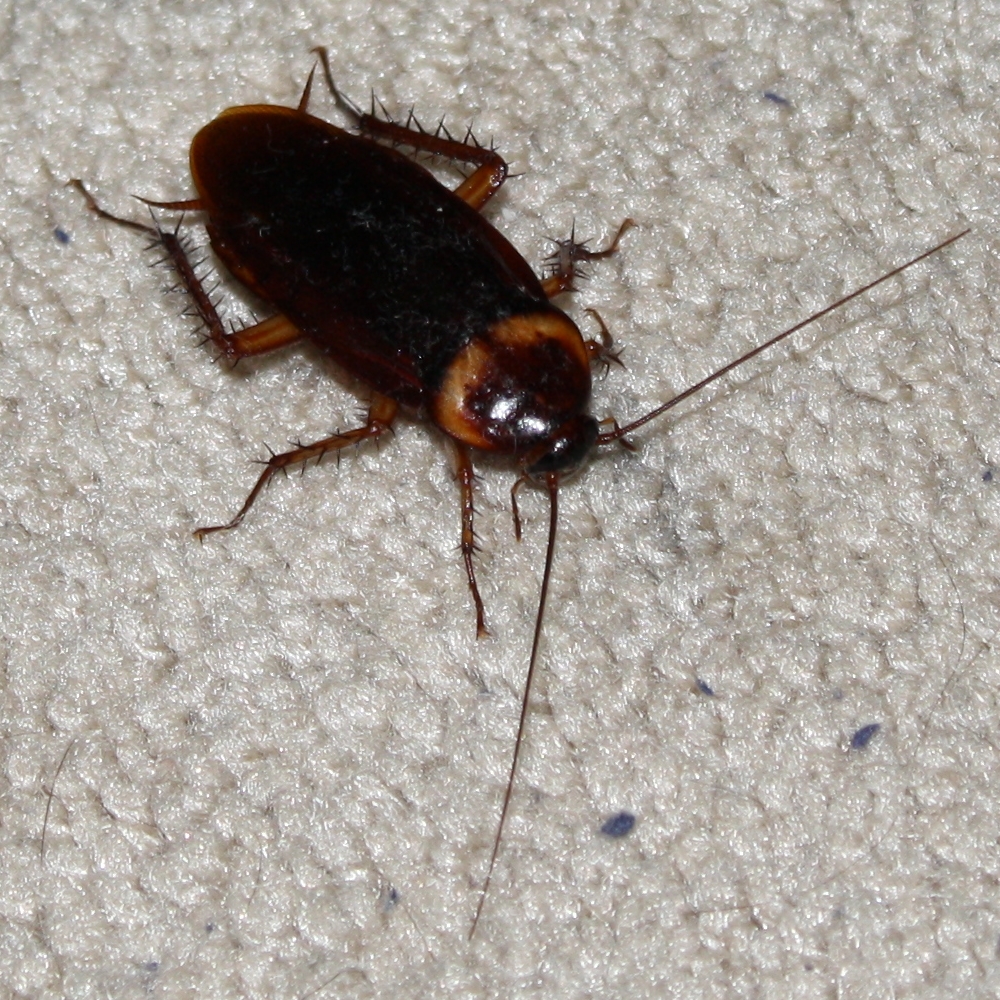 Supporting image for blog post: American Cockroach Identification and Property Tips