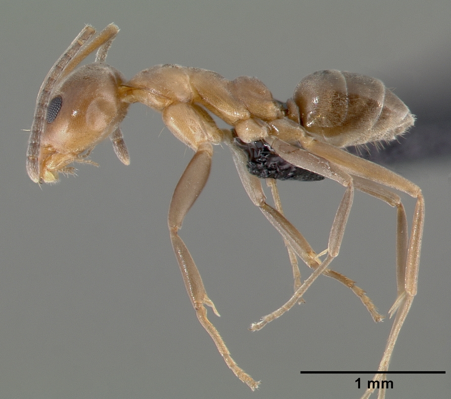 Supporting image for blog post: Argentine Ant Identification and Property Tips