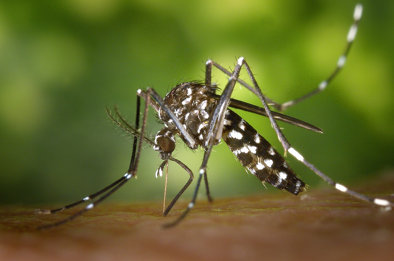 Black-and-white Asian tiger mosquito feeding on skin. Photo: James Gathany, CDC.