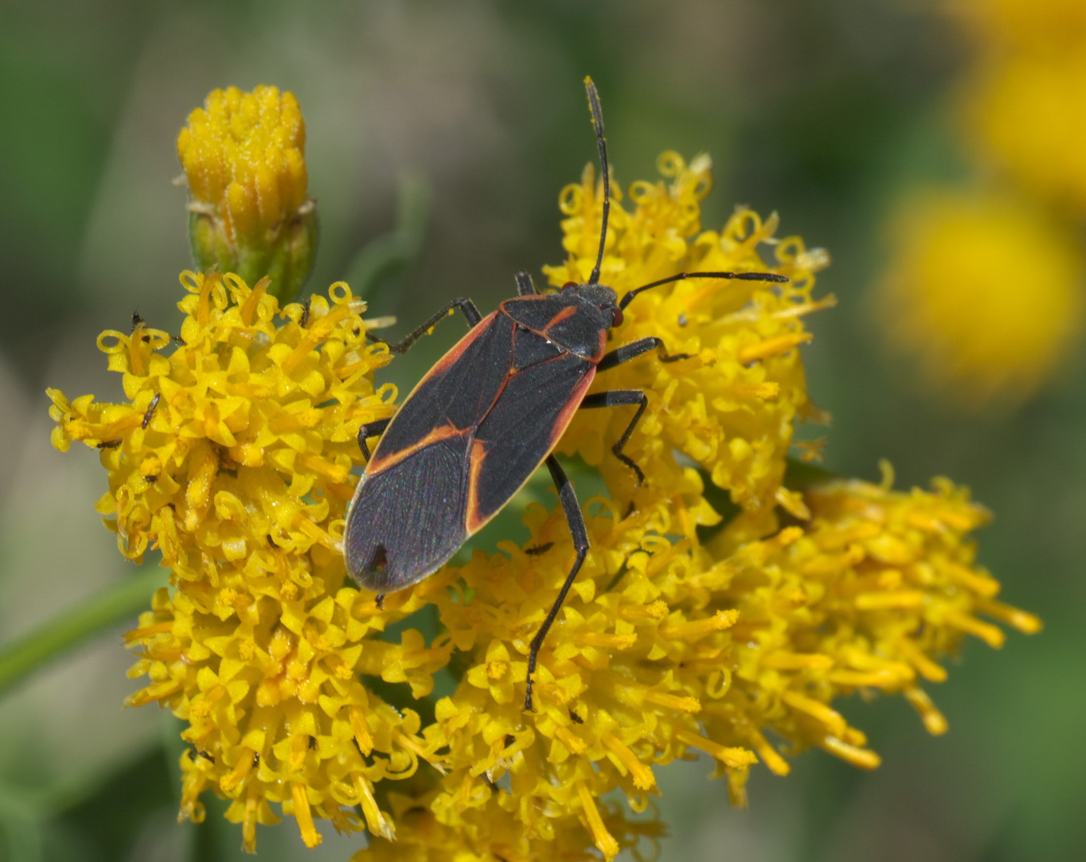 Supporting image for blog post: Boxelder Bug Identification and Property Tips