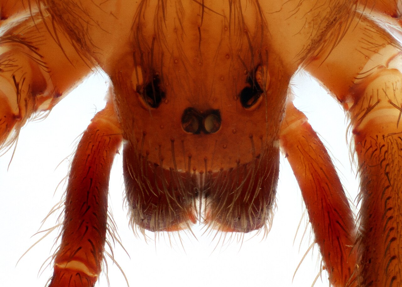 Supporting image for blog post: Brown Recluse Spider Identification and Property Tips