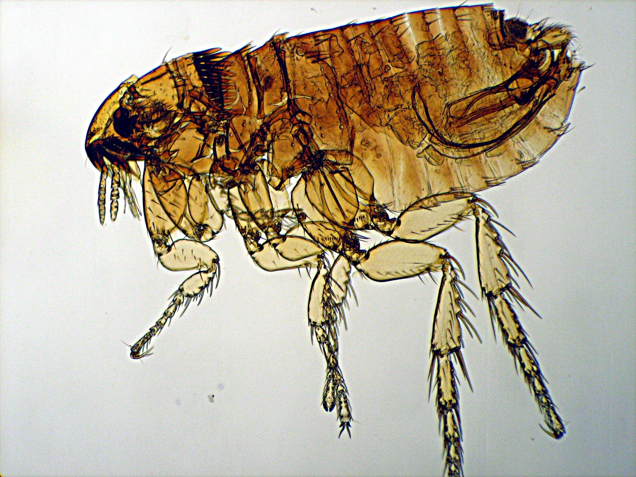 Cat flea viewed from the side under a microscope. Photo: Maxcip, CC BY-SA 3.0; unmodified.