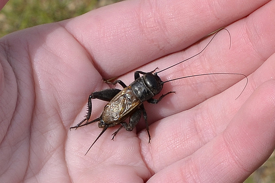 Cricket resting on a hand, showing long antennae and enlarged hind legs.