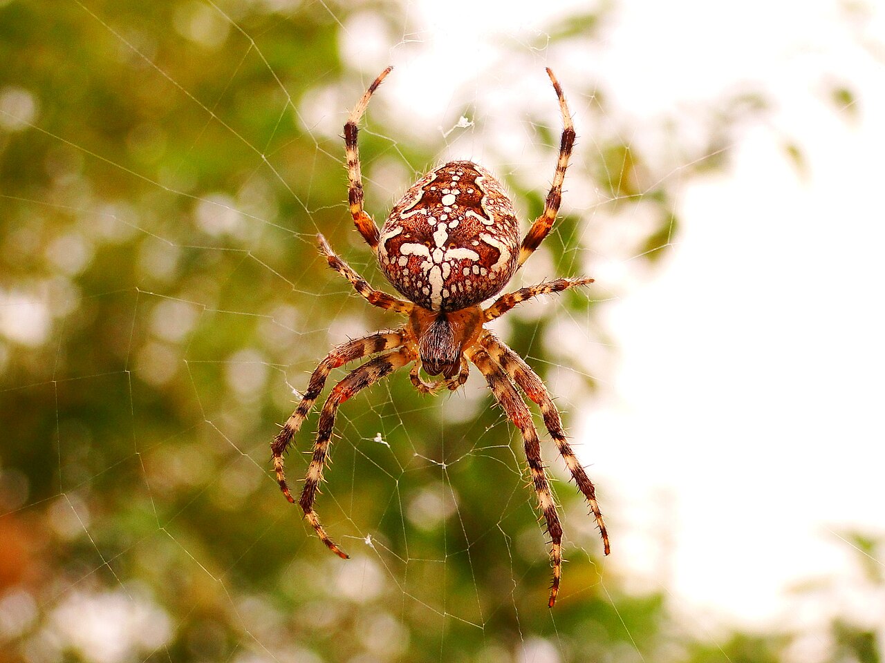 Supporting image for blog post: Garden Spider Identification and Property Tips