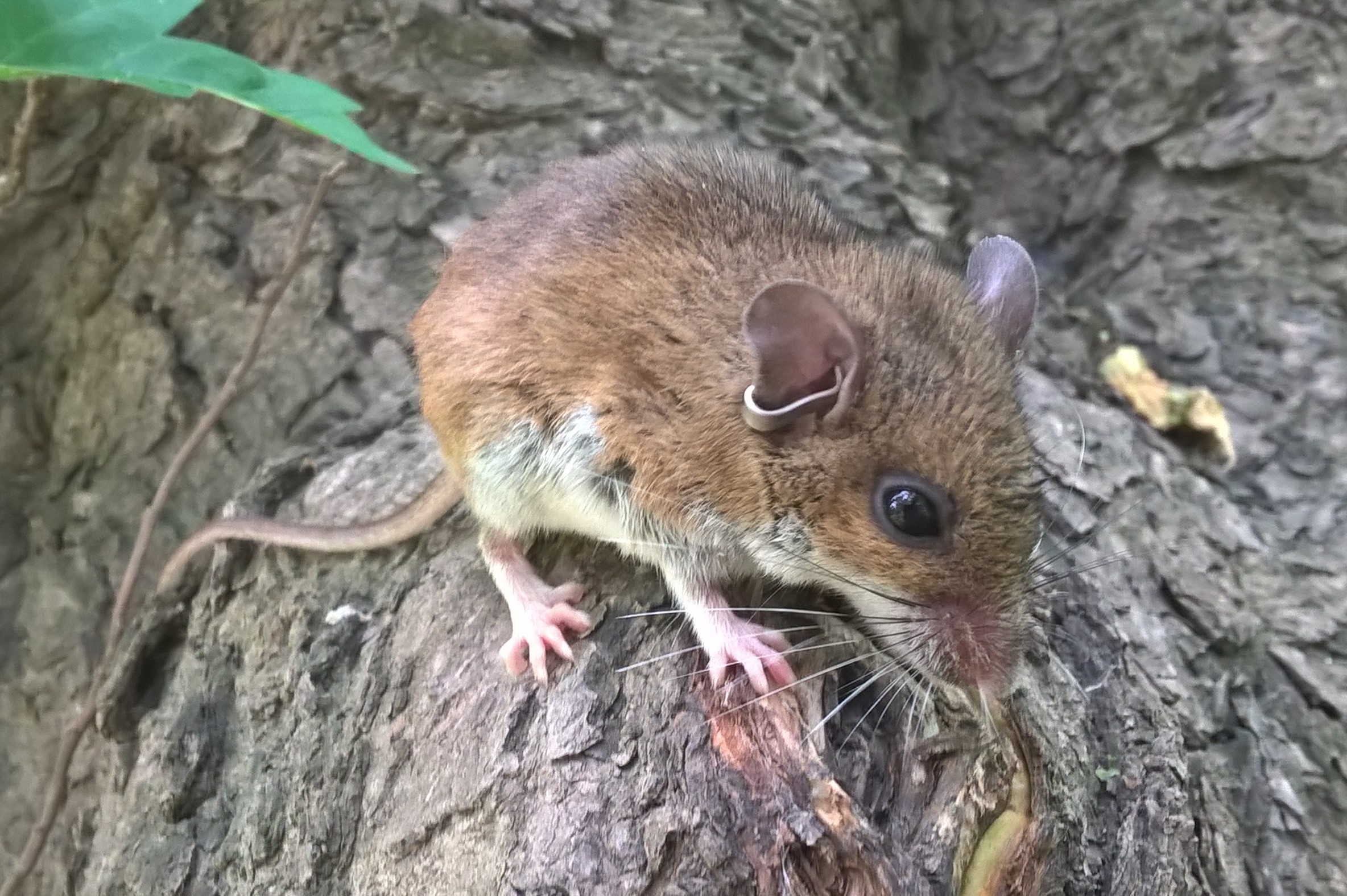 Deer mouse with brown fur, white underside and an ear tag on tree bark; Nick Green, USGS/CERC, public domain.