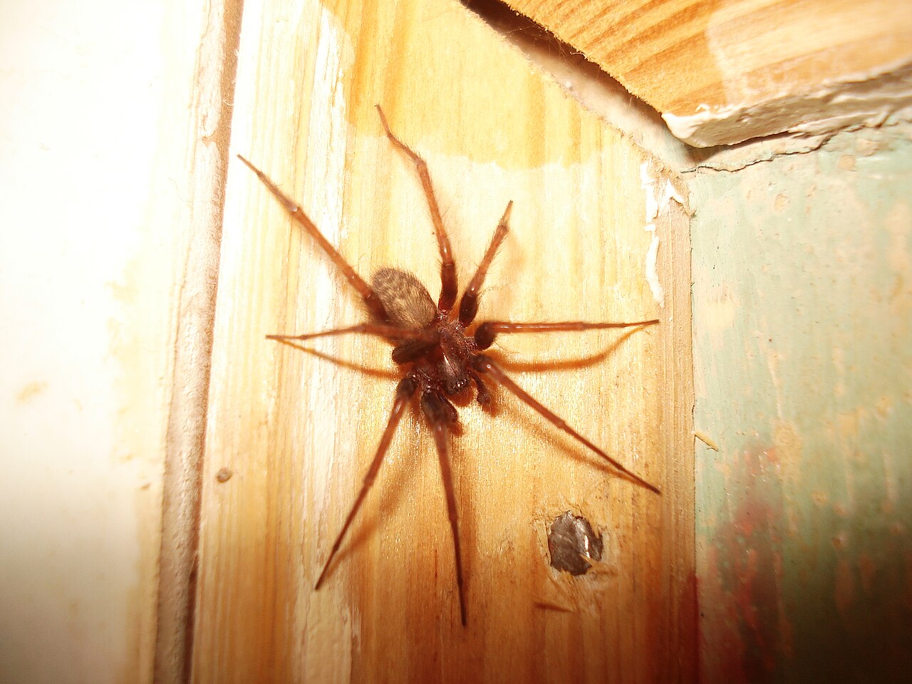 Supporting image for blog post: Domestic House Spider Identification and Property Tips