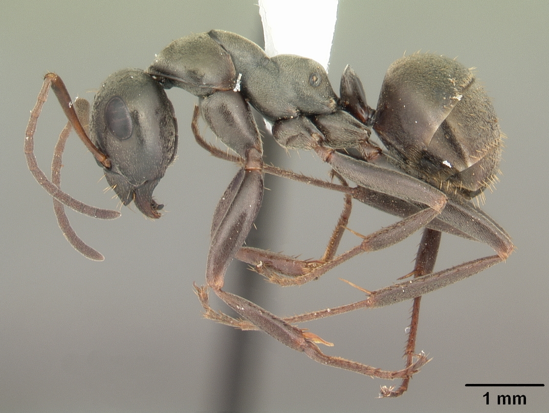 Supporting image for blog post: Field Ant Identification and Property Tips