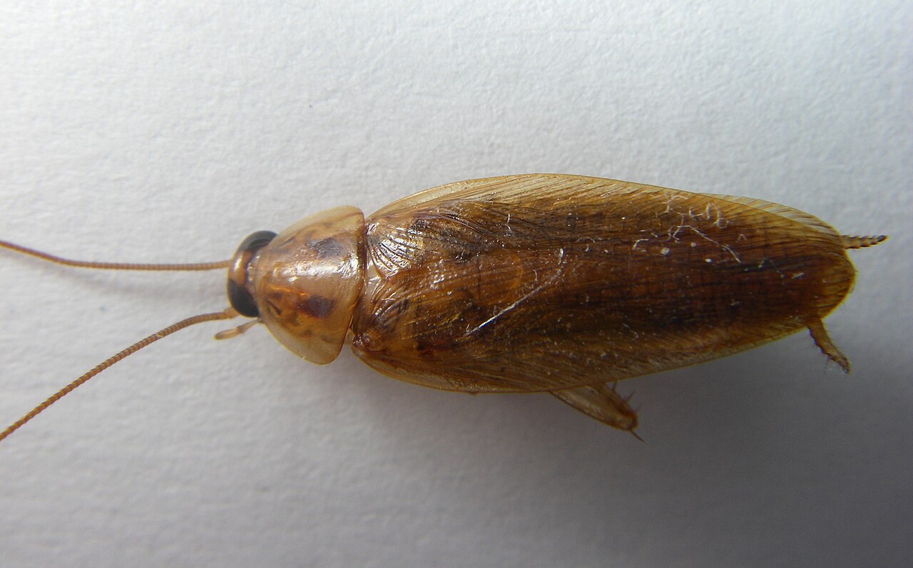 Supporting image for blog post: German Cockroach Identification and Property Tips