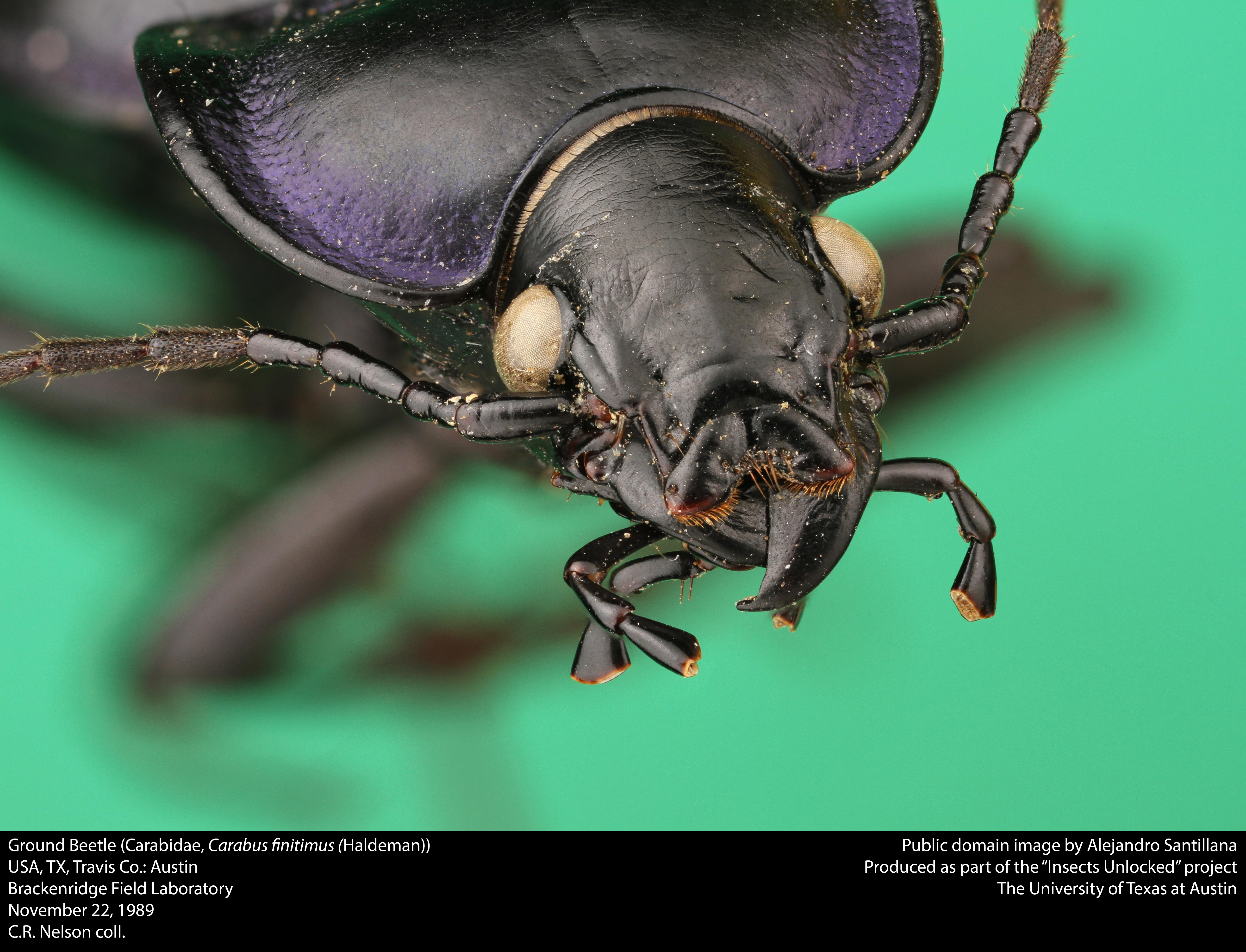 Supporting image for blog post: Ground Beetle Identification and Property Tips