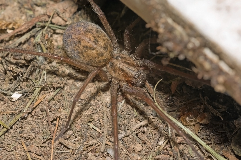 Supporting image for blog post: Hobo Spider Identification and Property Tips