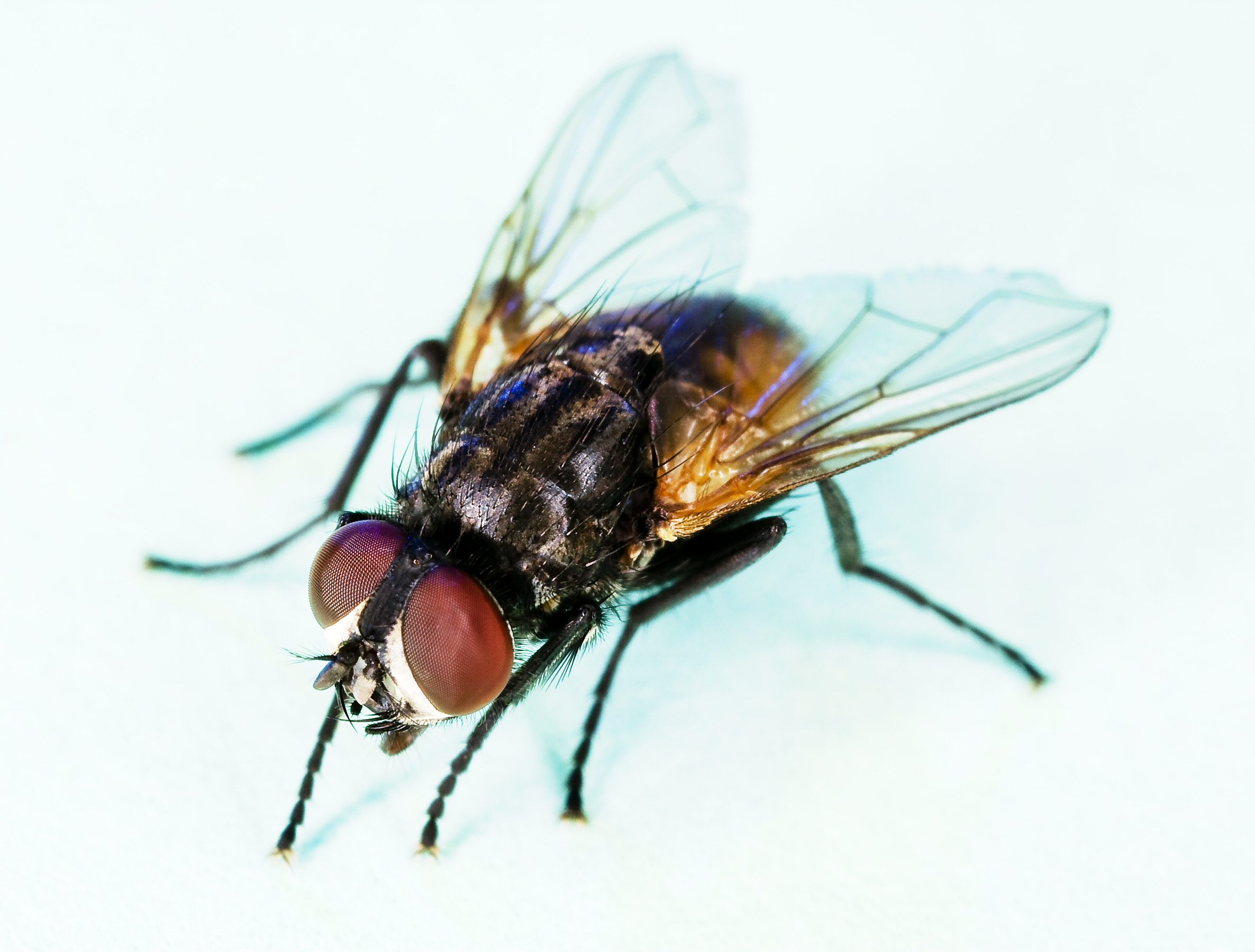 House fly with reddish eyes and dark stripes behind its head. Photo: Stephen Ausmus / USDA-ARS, CC BY 2.0.