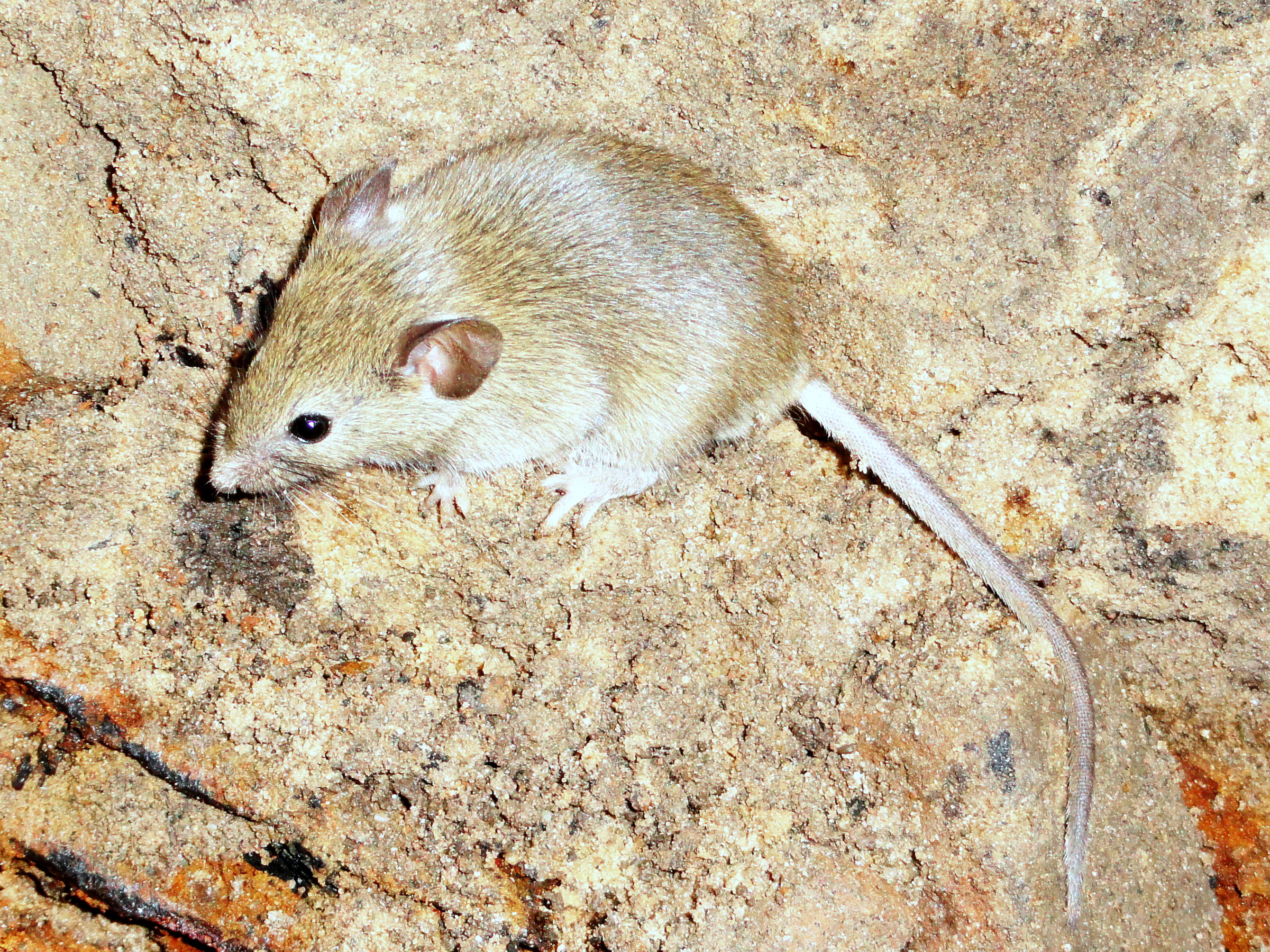 Supporting image for blog post: House Mouse Identification and Property Tips