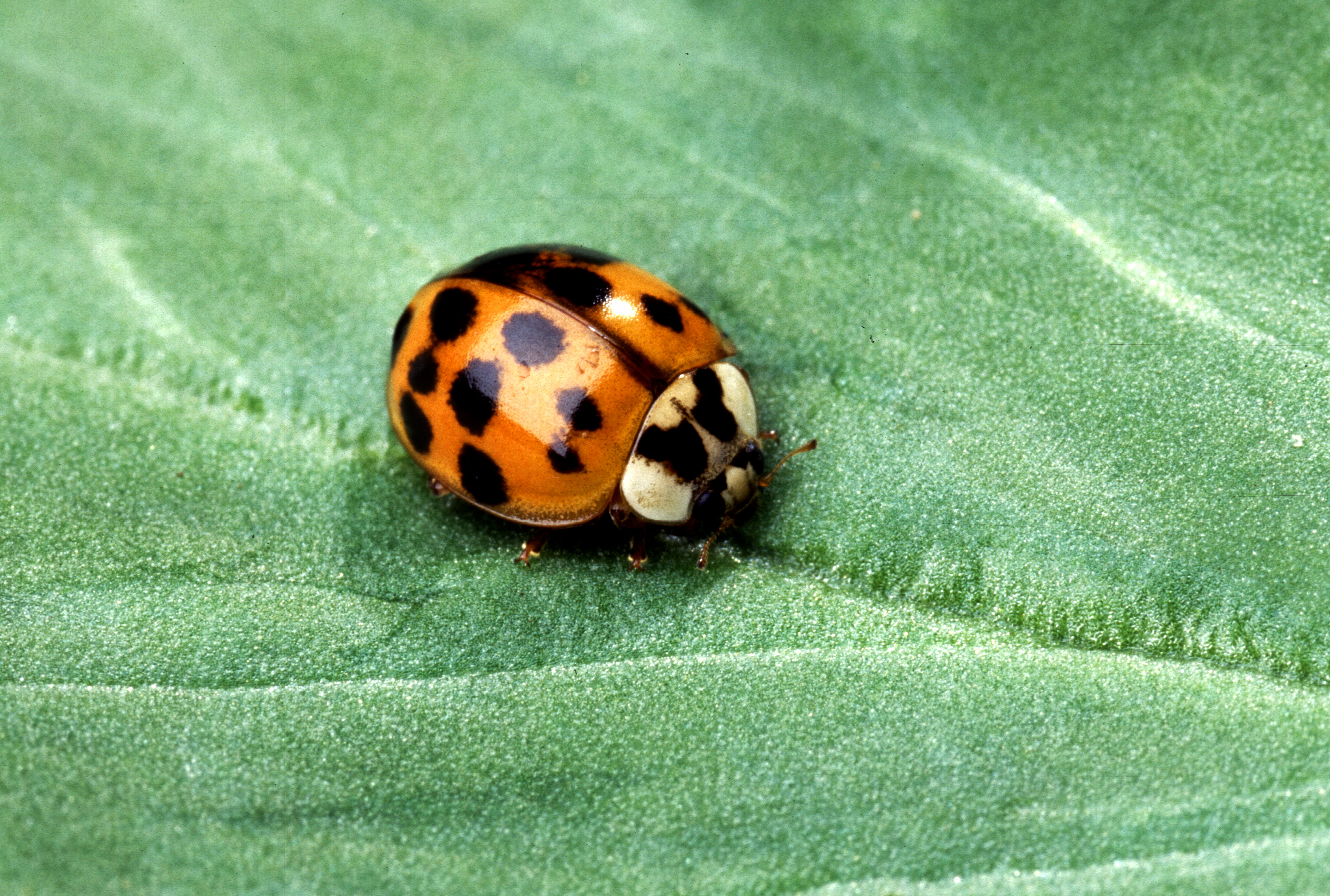 Supporting image for blog post: Lady Beetle Identification and Property Tips