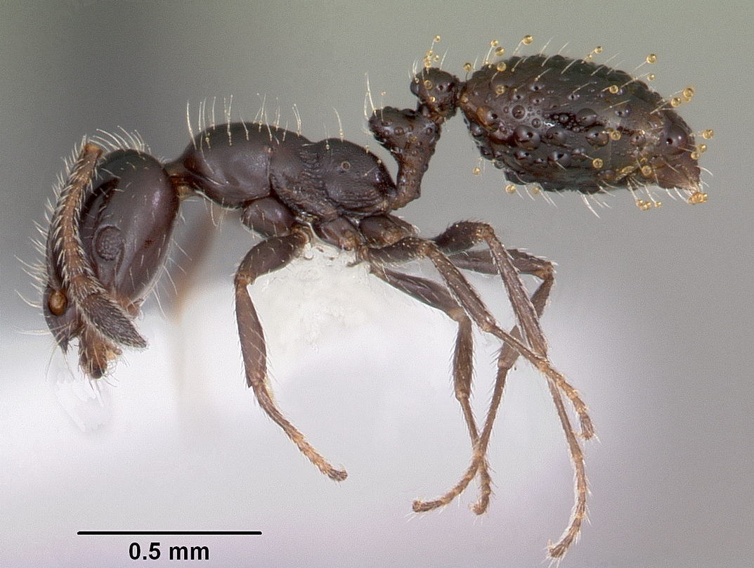 Supporting image for blog post: Little Black Ant Identification and Property Tips