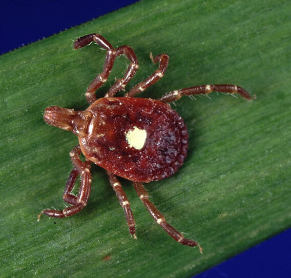 Female lone star tick on a green blade of grass, showing the distinctive white spot on its back.