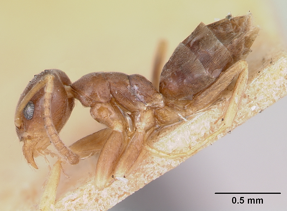 Supporting image for blog post: Odorous House Ant Identification and Property Tips