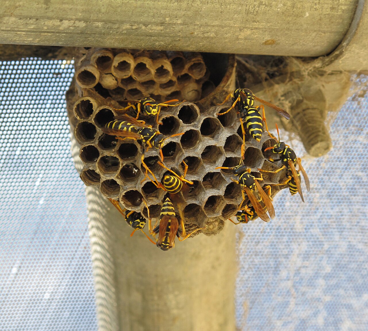 Supporting image for blog post: Paper Wasp Identification and Property Tips