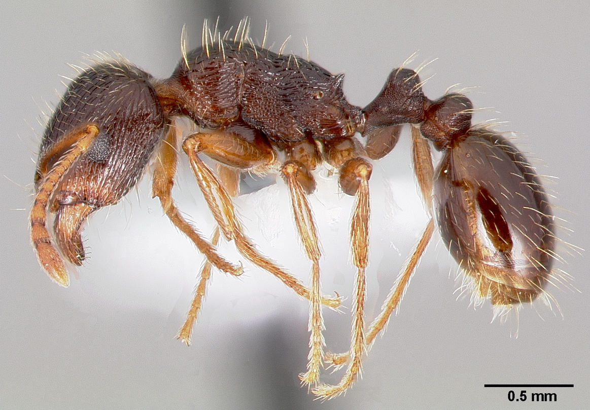 Supporting image for blog post: Pavement Ant Identification and Property Tips