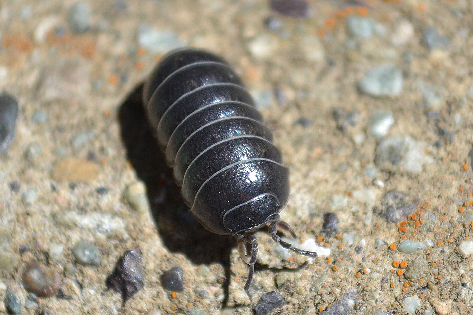 Supporting image for blog post: Pillbug and Sowbug Identification and Property Tips