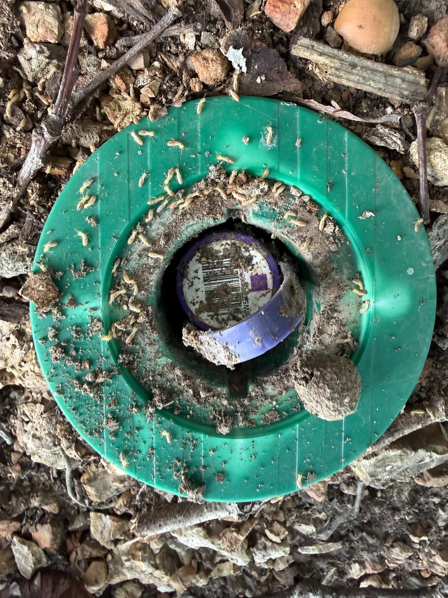 Open green in-ground bait station with small pale insects visible around the rim. Open green in-ground bait station with small pale insects visible around the rim.