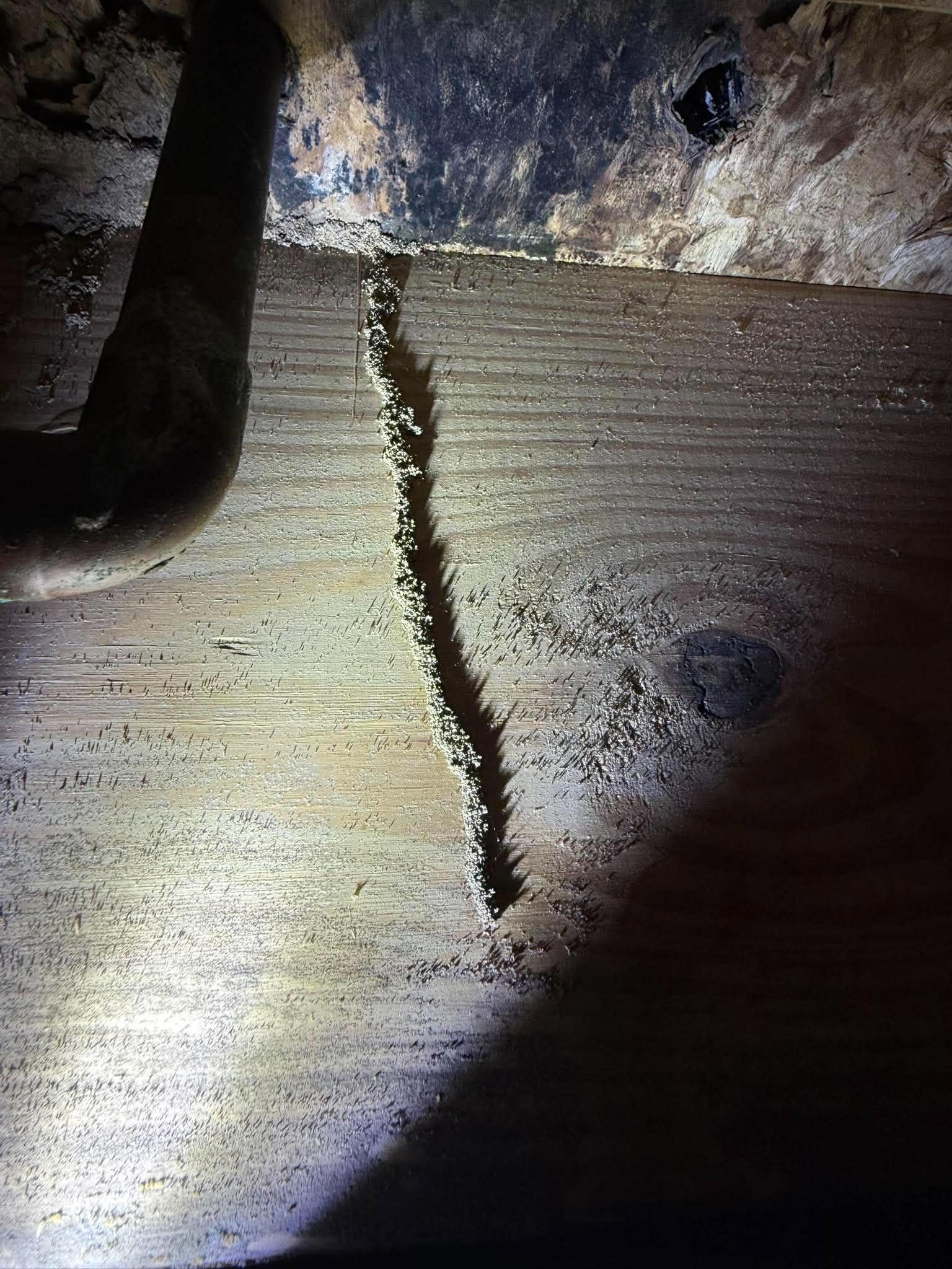 A long mud tube running vertically along wooden framing. A long mud tube running vertically along wooden framing.