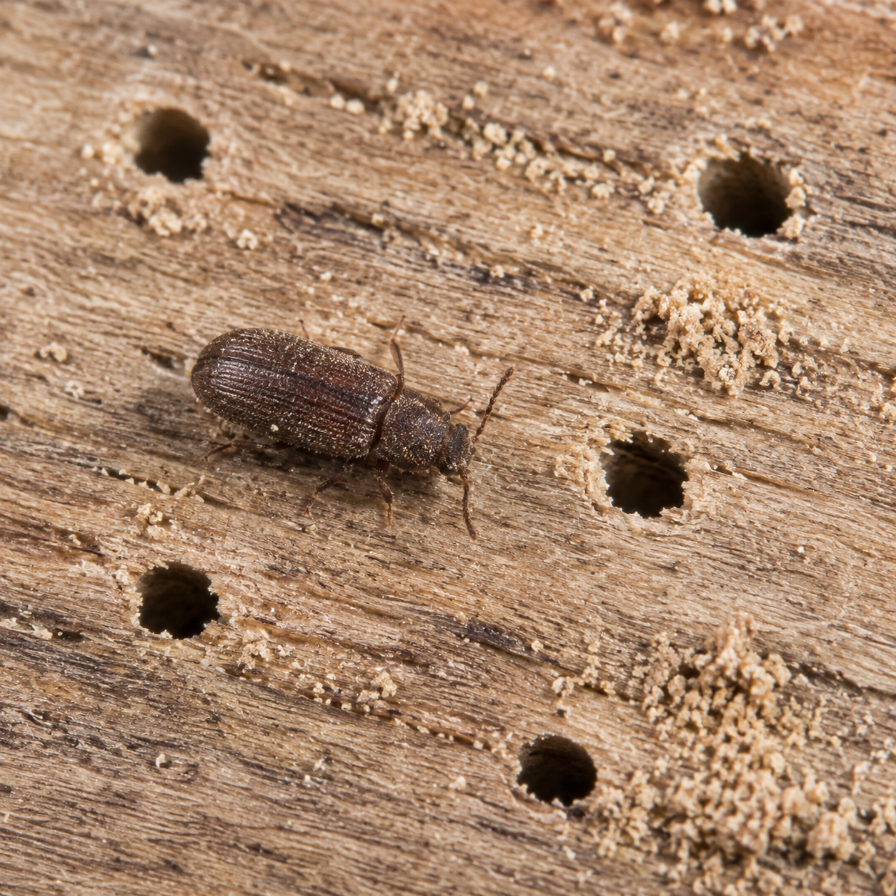 Powderpost beetle and small exit holes in damaged wood Powderpost beetle and small exit holes in damaged wood