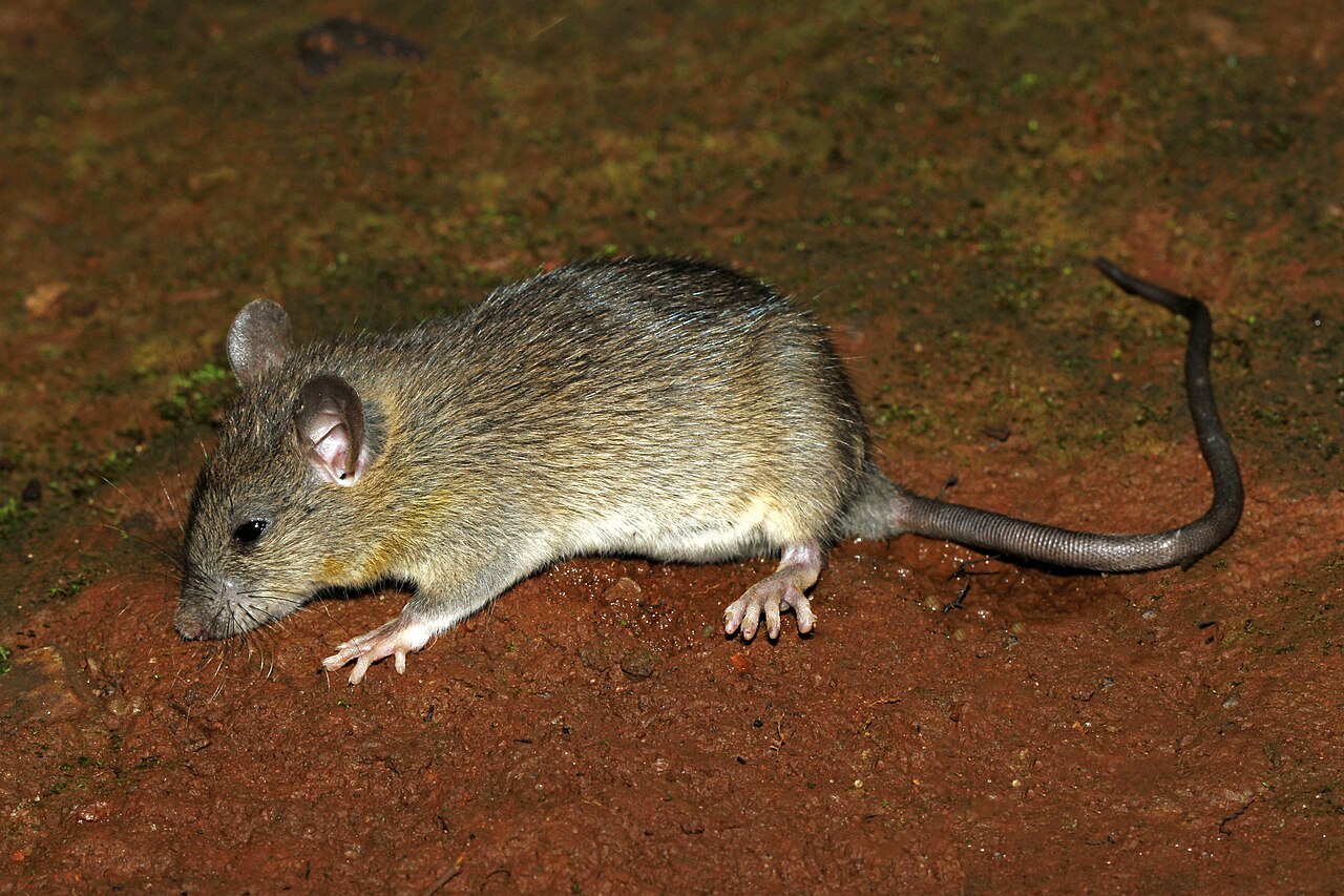 Supporting image for blog post: Roof Rat Identification and Property Tips