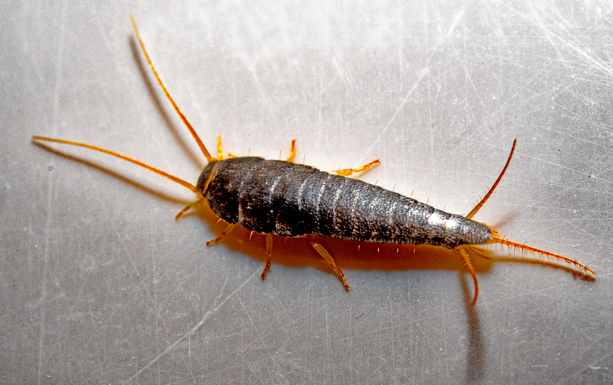 Supporting image for blog post: Silverfish Identification and Property Tips