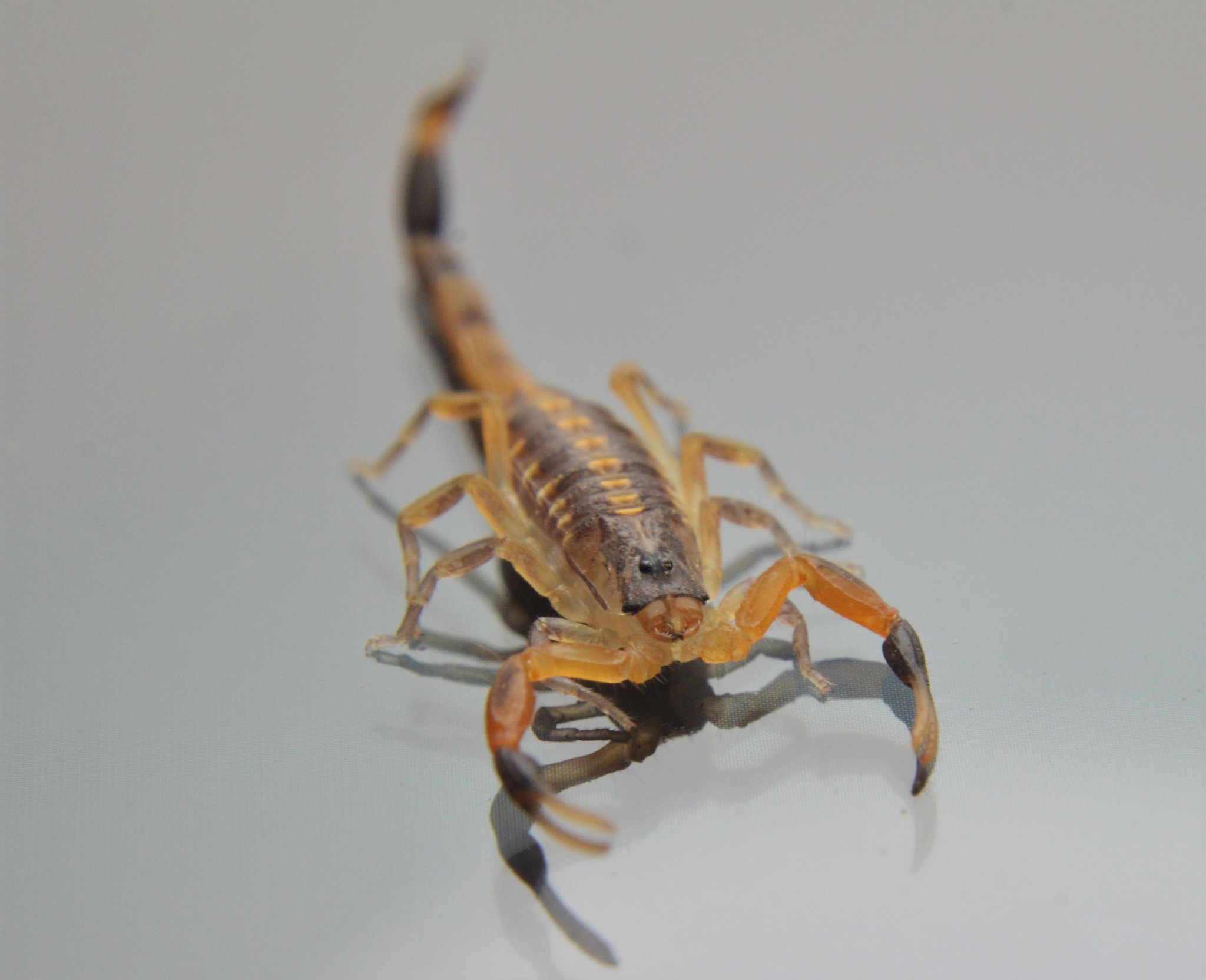 Supporting image for blog post: Scorpion Identification and Property Tips