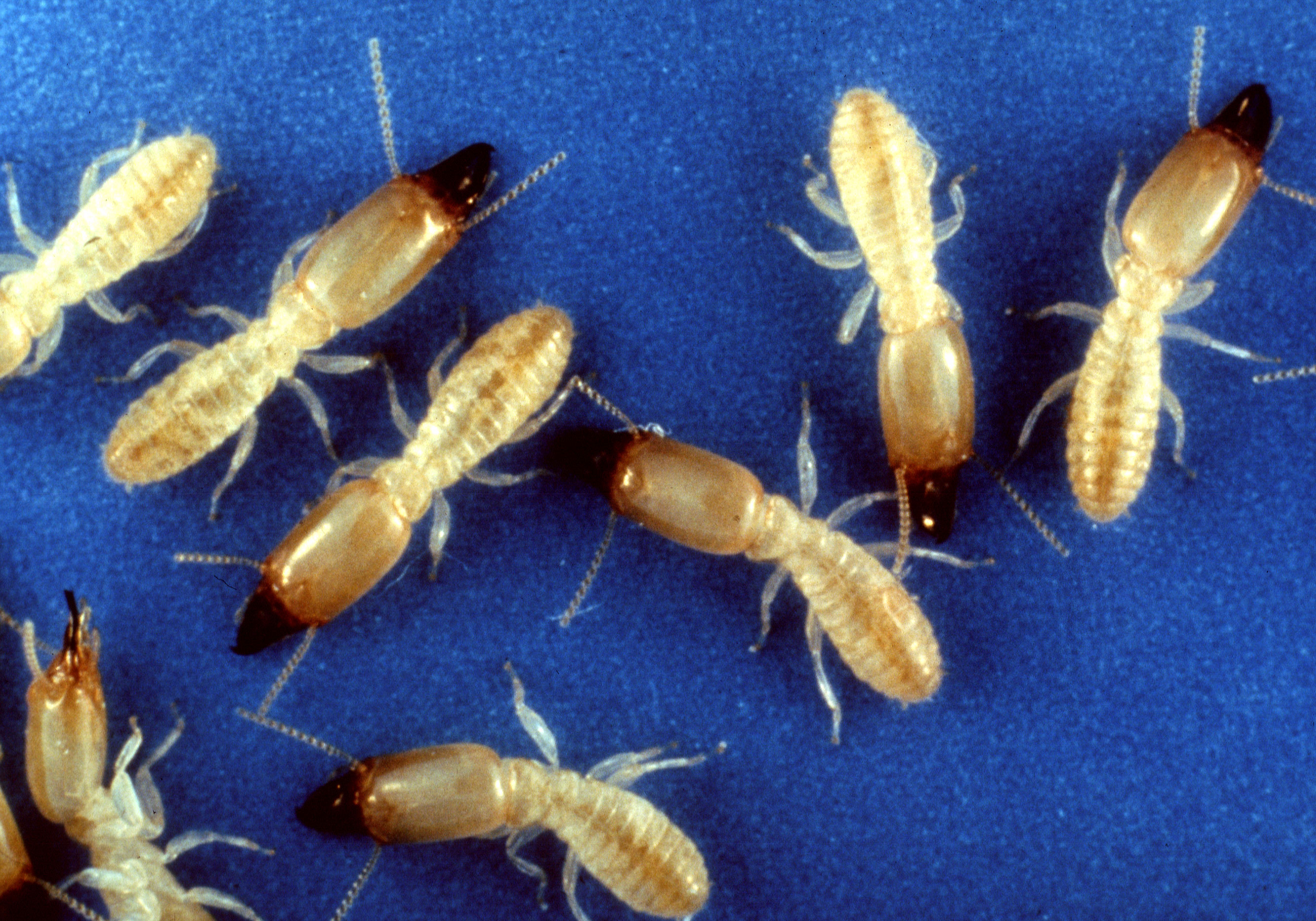 Supporting image for blog post: Subterranean Termite Identification and Property Tips