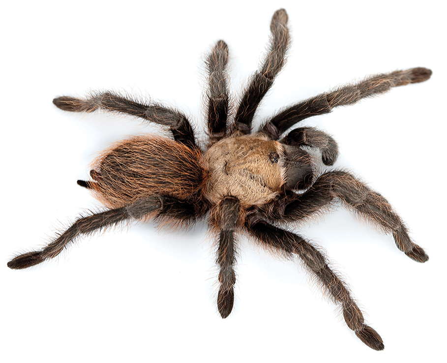 Supporting image for blog post: Tarantula Identification and Property Tips