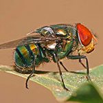 pest control services - blow fly