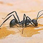 carpenter ant pest control services