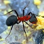 field ant pest control services