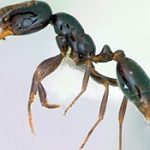 Ant Control: Understanding the Social Insects and How to Control Them