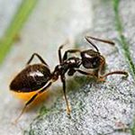 odorous house ant pest control services