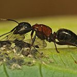 pavement ant pest control services