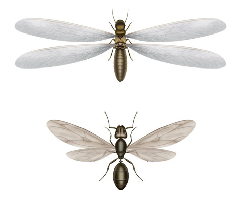September Pest – Flying Ants
