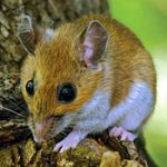 Whitefooted Mouse