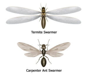 Termite and Carpenter Ant Swarmers