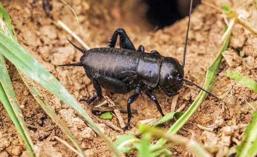 September Pest Crickets