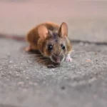 Rodents and the Spread of Disease
