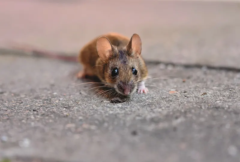 rodent mouse