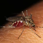 A mosquito on a persons arm
