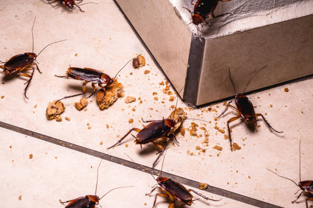 Why Roaches are Hard to Kill?