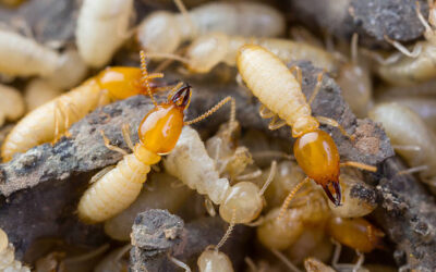 Termites: The Destructive Pest