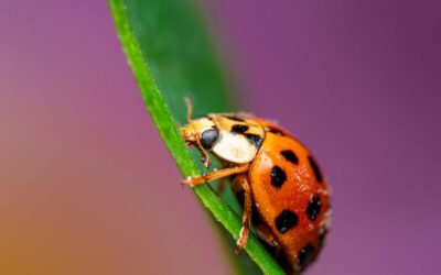 Ladybug (Asian Lady Beetles): All You Need To Know
