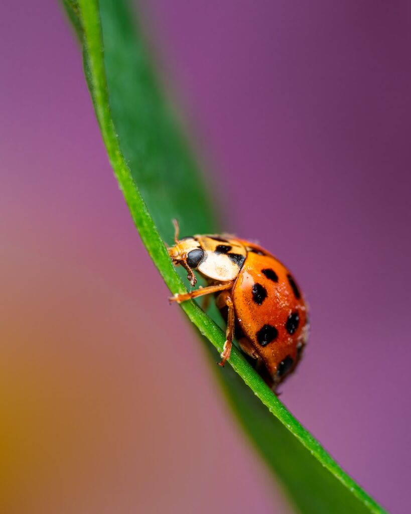 Ladybug (Asian Lady Beetles): All You Need To Know
