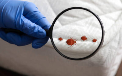 Tips To Prevent Bedbug from Infesting Your Home