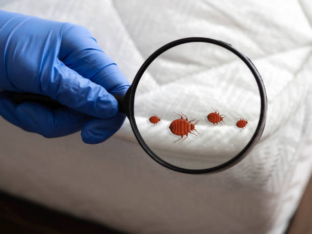 Tips To Prevent Bedbug from Infesting Your Home